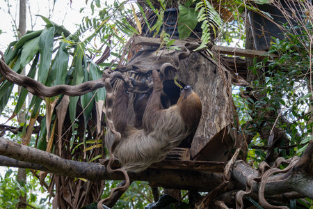 A brown sloth hangs upside down from a tree branch, its long limbs wrapped securely around the branch. It looks relaxed and content, almost as if it's meditating.の写真素材
