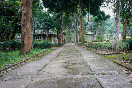 A winding, concrete path through a lush, green forest. The path is lined with tall trees and lush vegetation, creating a canopy overhead. Sunlight filters through the leaves, casting dappled shadows on the ground. The atmosphere is peaceful and tranquil.の写真素材
