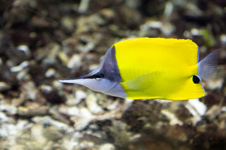 Yellow Longnose Butterflyfish Close-Upの写真素材