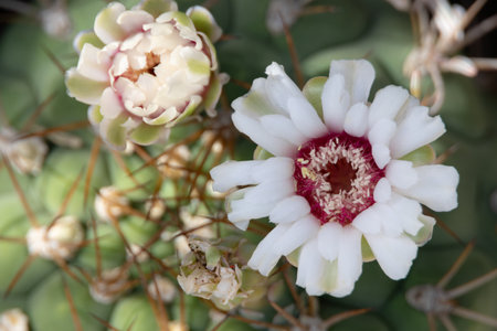 close-up of a cactus flower in full bloom. The delicate white petals contrast beautifully with the spiky green body of the cactus backgroundの写真素材