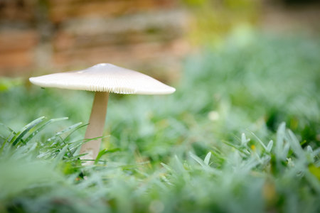 solitary mushroom stands tall amidst a bed of lush green grass, its delicate cap and slender stem contrasting with the surrounding foliage. The image evokes a sense of mystery and wonder.の写真素材