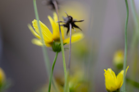 field of vibrant yellow tickseed flowers basks in the warm sunlight. The delicate petals of each flower are perfectly illuminated, creating a stunning display of color and texture.の写真素材