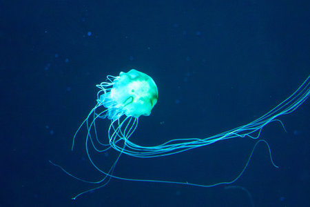 solitary jellyfish gracefully glides through the water, its translucent body and long, trailing tentacles creating a mesmerizing sight. The soft, ethereal glow of the jellyfish against the dark, mysterious background evokes a sense of wonder and tranquility. This underwater image captures the delicate beauty and mysterious natureの写真素材