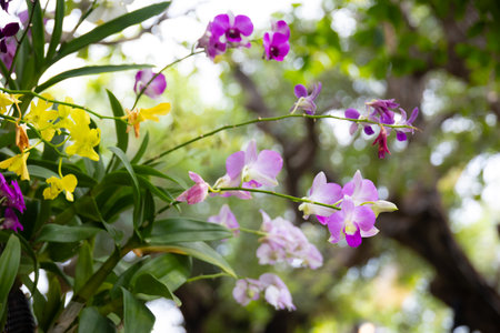 cluster of delicate yellow orchids in full bloom. The soft petals and intricate details of the flowers are beautifully captured against a blurred green background.の写真素材