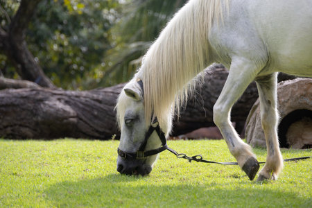 A majestic white stallion grazes peacefully in a lush green field.の写真素材