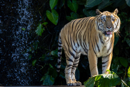 striking tiger standing amidst lush tropical vegetation, with a cascading waterfall in the background.の写真素材