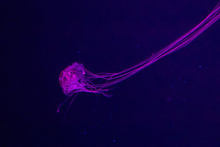 solitary jellyfish gracefully glides through the water, its translucent body and long, trailing tentacles creating a mesmerizing sight. The soft, ethereal glow of the jellyfish against the dark, mysterious background evokes a sense of wonder and tranquility. This underwater image captures the delicate beauty and mysterious natureの写真素材