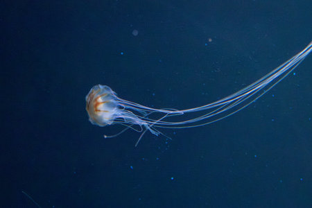 solitary jellyfish gracefully glides through the water, its translucent body and long, trailing...