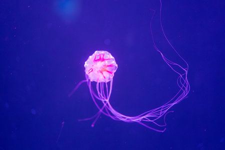 solitary jellyfish gracefully glides through the water, its translucent body and long, trailing tentacles creating a mesmerizing sight. The soft, ethereal glow of the jellyfish against the dark, mysterious background evokes a sense of wonder and tranquility. This underwater image captures the delicate beauty and mysterious natureの写真素材