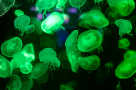 mesmerizing underwater scene featuring a large group of glowing colourful jellyfish illuminated by vibrant blue and green neon lights.の写真素材
