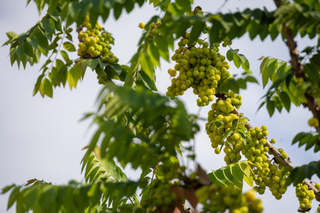 star gooseberry (Phyllanthus acidus) tree branch with ripe fruits. Shows the natural beauty and abundance of this tropical fruit.の写真素材