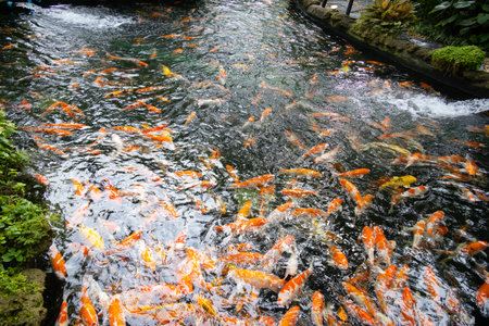 colorful koi fish. The orange, white, and black koi swim gracefully through the clear water, creating a mesmerizing display of color and movementの写真素材