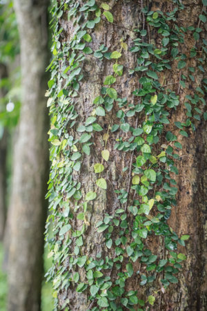 Close-up of tree trunk covered with small green creeping vines, with a blurred background of trees and greenery, creating a natural and serene forest scene.の写真素材