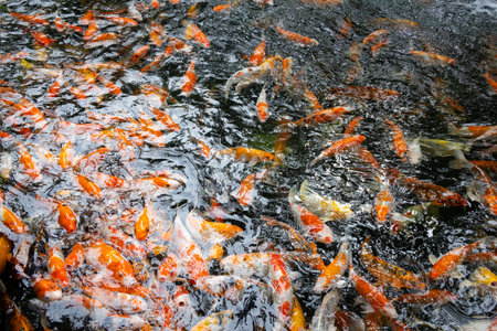 colorful koi fish. The orange, white, and black koi swim gracefully through the clear water, creating a mesmerizing display of color and movementの写真素材
