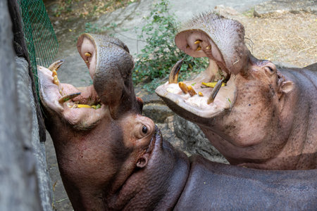 close-up of two hippos with their mouths wide open, showing large teeth as they eagerly eat. A vivid depiction of these massive animals in actionの写真素材