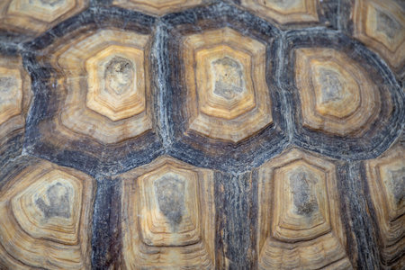 macro shot of a tortoise shell, showcasing its unique patterns and natural textures in shades of brown and beige.の写真素材