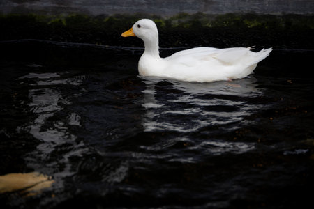 solitary white duck glides peacefully across a dark pond. Its white feathers contrast beautifully with the black waterの写真素材