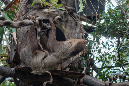 A brown sloth hangs upside down from a tree branch, its long limbs wrapped securely around the branch. It looks relaxed and content, almost as if it's meditating.の写真素材