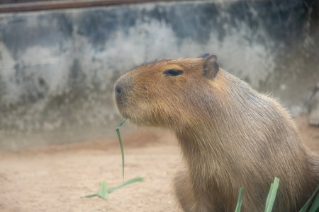 A large, brown capybara sits in a sandy enclosure, munching on a blade of grass. Its relaxed expression and gentle demeanor make it a popular animal among zoo visitors.の写真素材