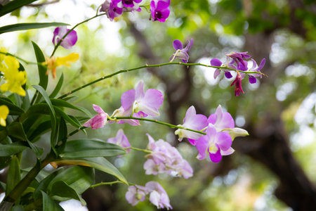 cluster of delicate yellow orchids in full bloom. The soft petals and intricate details of the flowers are beautifully captured against a blurred green background.の写真素材