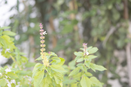 A detailed close-up of a lush basil plant thriving in a quiet corner of a home, the plant showcases its vibrant green leaves and delicate white blossoms. The blurred background softly highlights the plant, creating a serene and inviting atmosphere.の写真素材