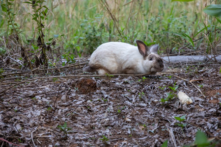 cute rabbit sitting among dry leaves and green plants. The rabbit is mostly white with some brown markings and is eating.の写真素材