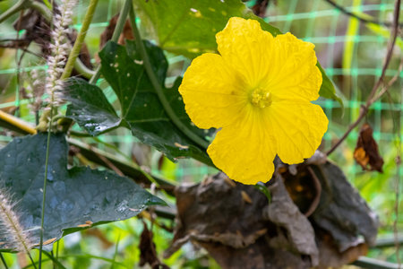 close-up shot of a vibrant yellow sponge gourd flower (Luffa cylindrica). The flower has textured petals and a prominent stamen, set against a background of green leaves and stems.の写真素材