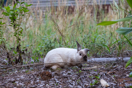 cute rabbit sitting among dry leaves and green plants. The rabbit is mostly white with some brown...