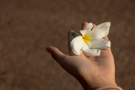 white Plumeria (Frangipani) flower held gently in a person's hand. The flower's creamy white petals with a yellow center are in focus against a blurred brown background.の写真素材