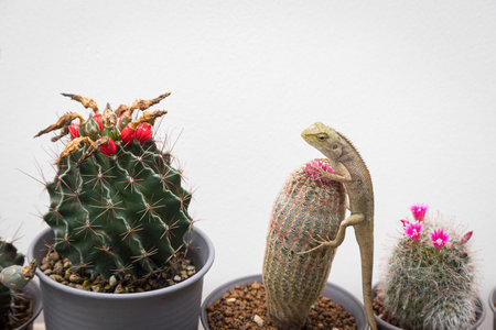 golden brown skinned chameleon perched on a cactus garden with white wall backgroundの写真素材