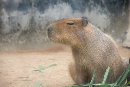 A large, brown capybara sits in a sandy enclosure, munching on a blade of grass. Its relaxed expression and gentle demeanor make it a popular animal among zoo visitors.の写真素材