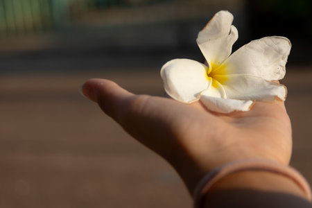 white Plumeria (Frangipani) flower held gently in a person's hand. The flower's creamy white petals with a yellow center are in focus against a blurred brown background.の写真素材