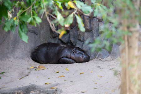 close-up of a young pygmy hippopotamus walking in a zoo enclosure. The shiny skin and curious posture of the animal highlight its unique appearanceの写真素材