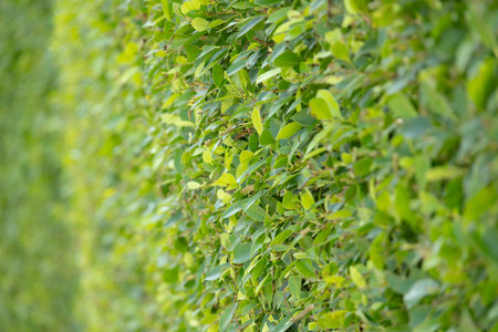close-up of a dense green hedge, creating a natural wall of vibrant foliage. The uniform texture and rich color evoke a sense of tranquility and peace.の写真素材