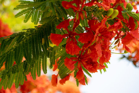 bright orange-red flowers of the Flamboyant tree (Delonix regia), also known as Royal Poinciana or Flame tree. The feathery green leaves provide a contrast to the fiery blooms against a light sky.の写真素材