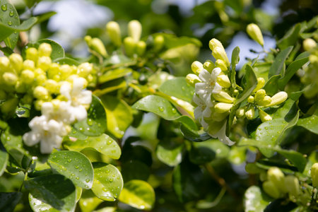 Murraya paniculatacluster of small, green buds is nestled among lush green leaves. Bathed in soft sunlightの写真素材