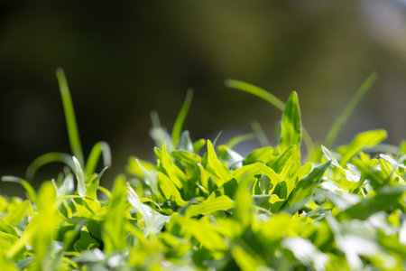 macro shot of vibrant green grass blades, showcasing their delicate texture and natural beauty. The image captures the essence of a fresh, dewy morning.の写真素材