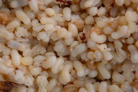 close-up showing a mass of white and translucent red ant eggs, larvae, and pupae. A few adult red ants and winged reproductives are also visible. This image captures the intricate life cycle stages of these insects, often considered a delicacy in Thailand.の写真素材