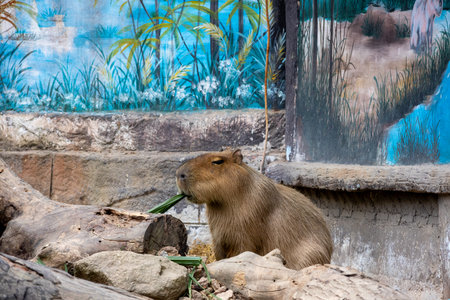 A large, brown capybara sits in a sandy enclosure, munching on a blade of grass. Its relaxed expression and gentle demeanor make it a popular animal among zoo visitors.の写真素材