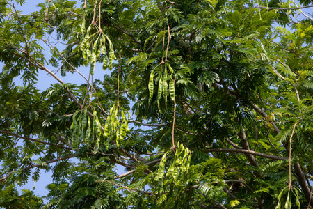 clusters of green stink beans (petai or Parkia speciosa) hanging from the branches of a tree. The long, slender pods are surrounded by leaves and branchesの写真素材