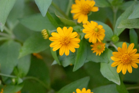 close-up shot of bright yellow Melampodium divaricatum flowers, also known as Butter Daisies. The vibrant blooms stand out against the soft green foliage.の写真素材