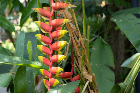vibrant Heliconia rostrata flowers, also known as Lobster Claw or False Bird of Paradise. The striking red and yellow bracts hang downwards, surrounded by lush green foliage in a tropical garden setting.の写真素材