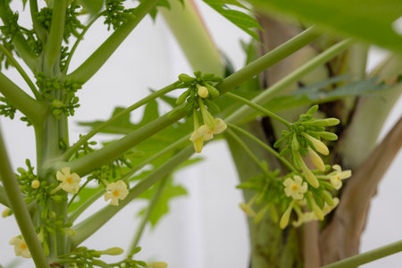 close-up of a papaya flower cluster. The delicate, yellow blossoms are in full bloom, surrounded by lush green foliage backgroundの写真素材