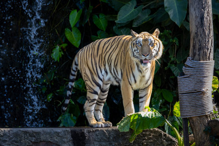 striking tiger standing amidst lush tropical vegetation, with a cascading waterfall in the background.の写真素材