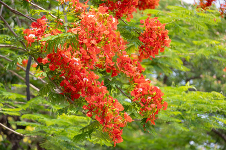 bright orange-red flowers of the Flamboyant tree (Delonix regia), also known as Royal Poinciana or Flame tree. The feathery green leaves provide a contrast to the fiery blooms against a light sky.の写真素材