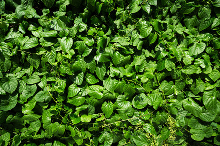 Dense vertical garden with a variety of green plants and foliage, creating a lush and vibrant living wall in an outdoor setting.の写真素材