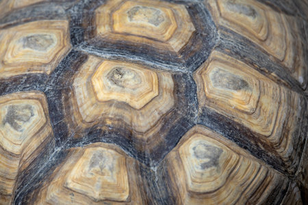 macro shot of a tortoise shell, showcasing its unique patterns and natural textures in shades of brown and beige.の写真素材