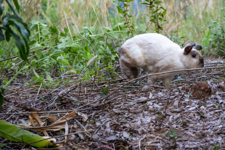 cute rabbit sitting among dry leaves and green plants. The rabbit is mostly white with some brown markings and is eating.の写真素材