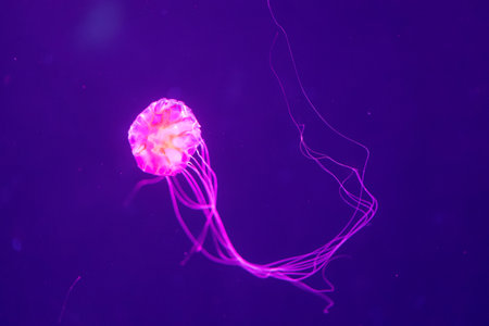 Jellyfish in the water on a purple background. Underwater world.の写真素材
