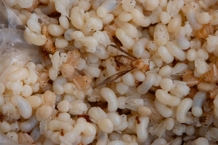 close-up showing a mass of white and translucent red ant eggs, larvae, and pupae. A few adult red ants and winged reproductives are also visible. This image captures the intricate life cycle stages of these insects, often considered a delicacy in Thailand.の写真素材
